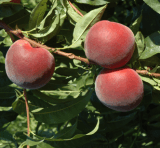 PESSEGO MERRIL CARNIVAL