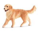 Golden Retriever Femea 