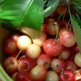 CEREJA BIGARREAU NAPOLEON