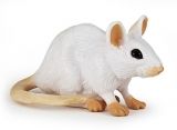 Rato Branco