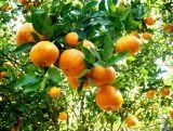 TANGERINA SETUBALENSE