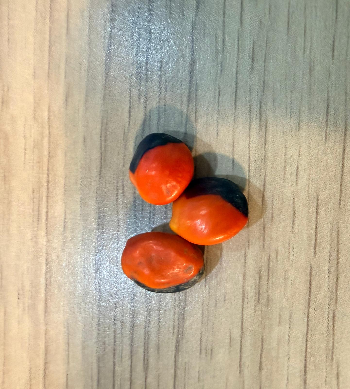 Fava Tento de Exu / Olho de cabra