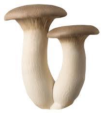 Cogumelos Eryngii