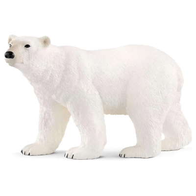 Urso Polar