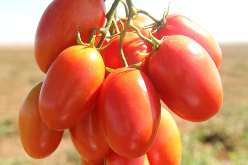 Tomate chucha Nacional Kg