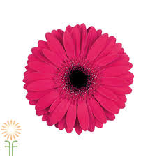 Gerbera