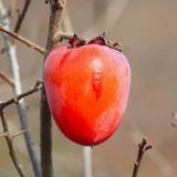 DIOSPIRO ROJO BRILHANTE