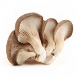 Cogumelos Pleurotus