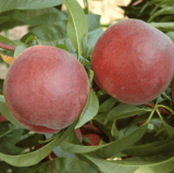 PESSEGO ROYAL GLORY