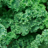 Couve Kale
