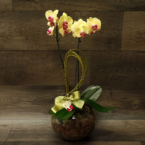 Orquídea 2 hastes - Anis - Flores & Decoração