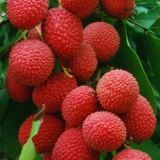 LITCHI HIBRIDA