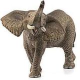 Elefante africano, macho