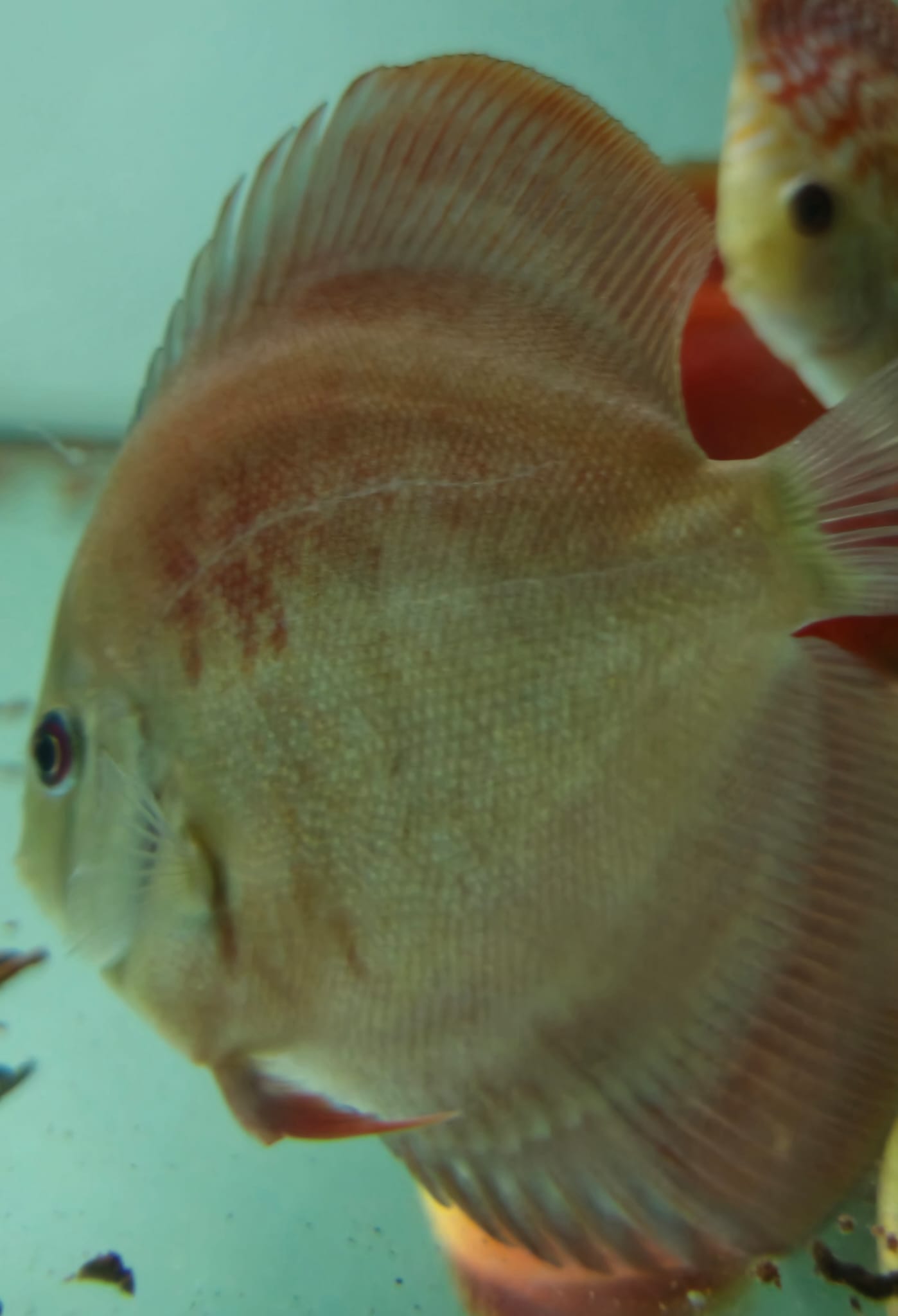 DISCUS RED COVER 10 11 CM