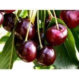 CEREJA BIGARREAU BURLAT