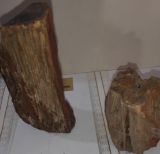 Madeira petrificada- é uma madeira fossilizada. Pedra de transformação. Remove os obstáculos que impedem seu crescimento.