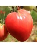 Tomate Coração