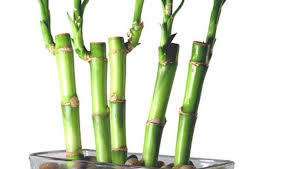 bamboo recto grosso