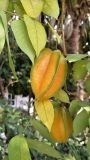 CARAMBOLA