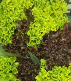 MIX DE ALFACE 400G ( VERDE E ROXO)