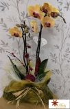 Orquídea 2 hastes decorada