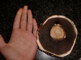 Cogumelos Portobello XL