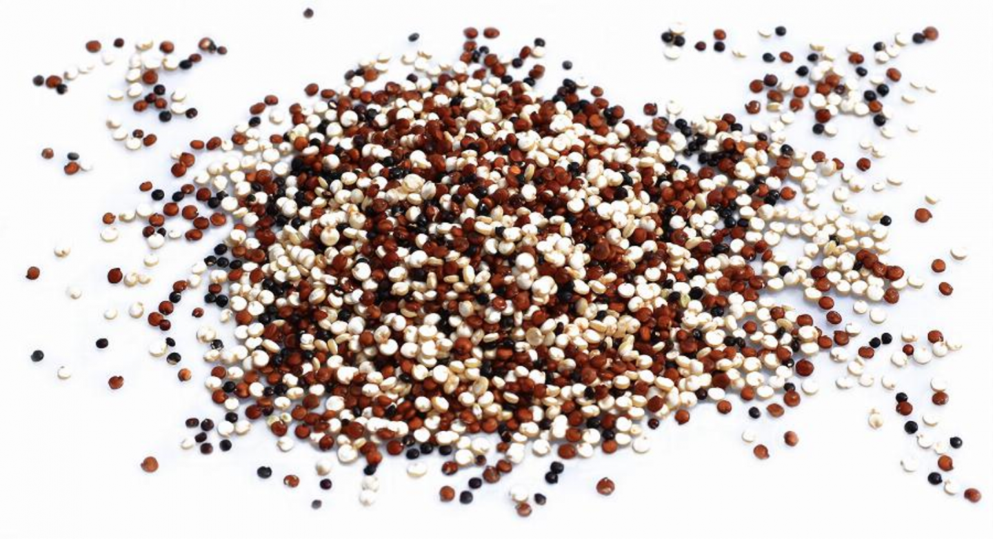 sementes quinoa tricolor casca rija