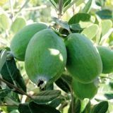 FEIJOA