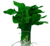 BISA ORGÂNICO RUCULA 40G 