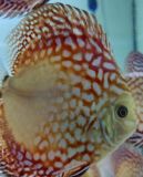 DISCUS CHECKERBOORD 8-9 CM
