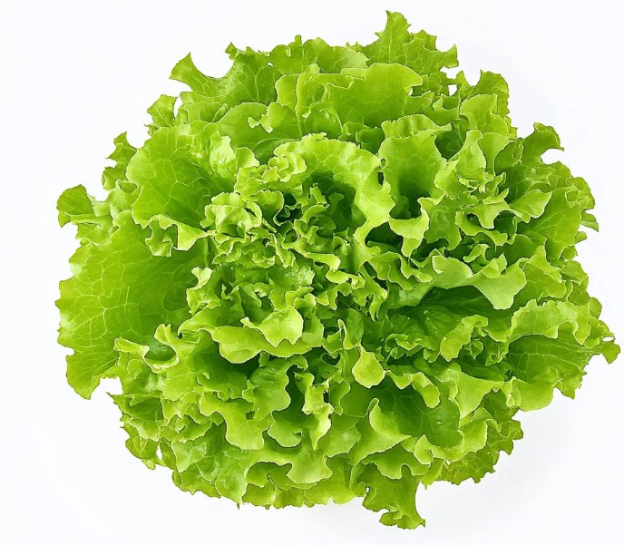 AKANDA ALFACE CRESPA 300G