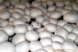 Cogumelos Brancos c/ Pé