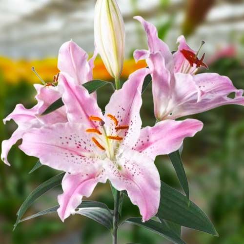 Lilium oriental