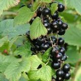 GROSELHA PRETA CASSIS
