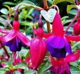 Fuchsia