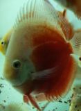 DISCUS RED WHITE 11 12 CM