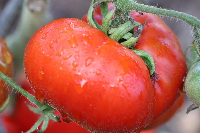 Tomate marmande