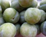 AMEIXA RAINHA CLAUDIA