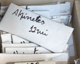 Alfinetes 12 unidades 