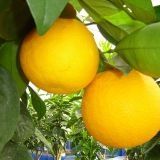 LARANJA VALENCIA LATE