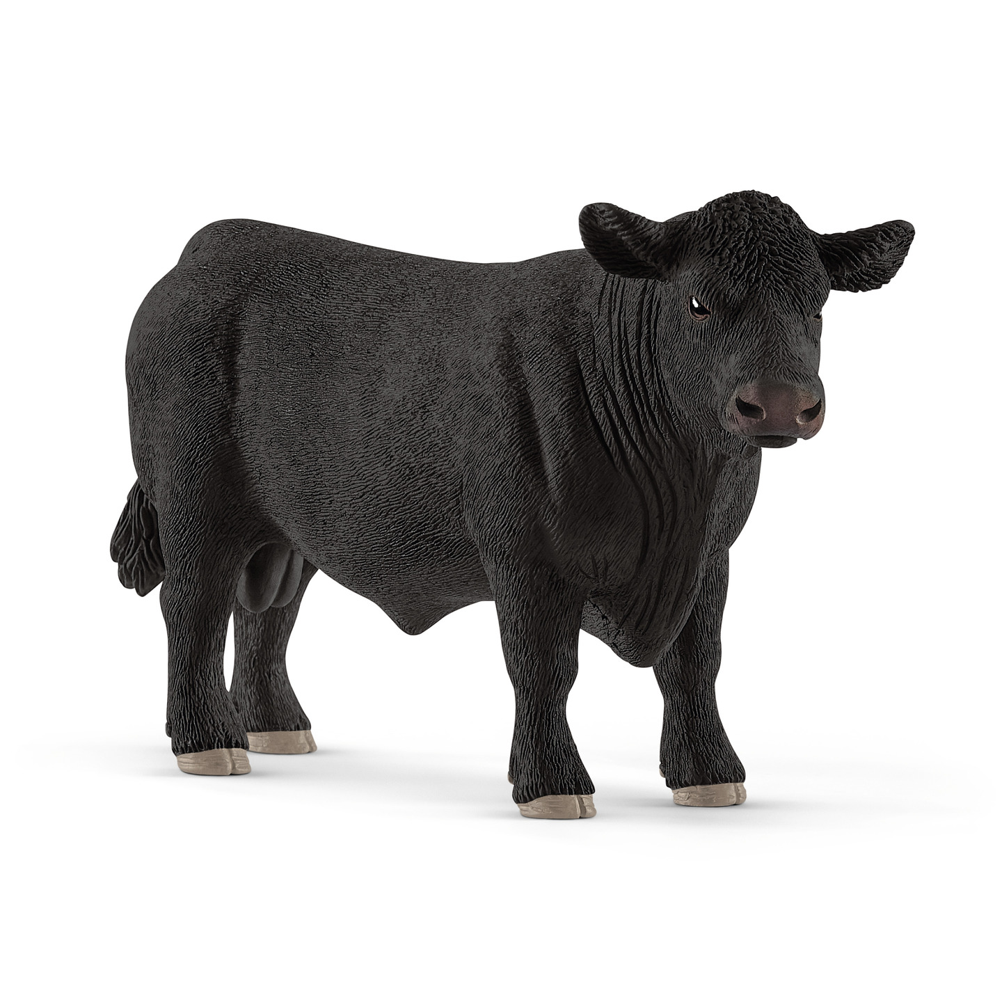 Touro Black Angus