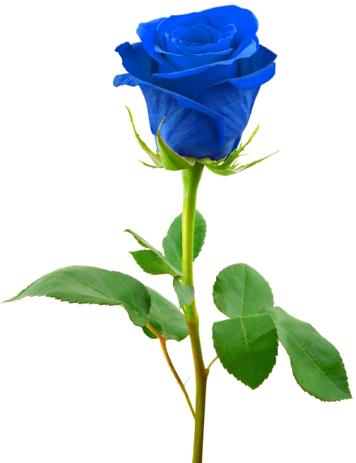 Rosa azul